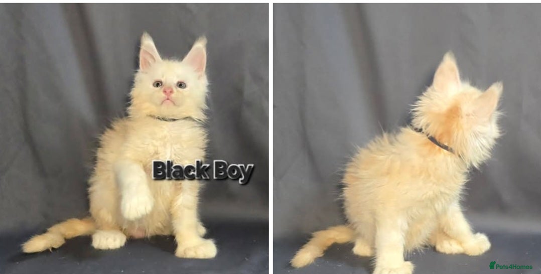 Maine Coon cats Ready for collection on 30.05 Tica Maine Coon  - Advert 1