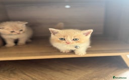 British Shorthair cats for sale: kitten  - Image 6