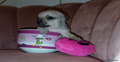 Chihuahua dogs Chihuahua girls 🩷🩷🩷 - Advert 6