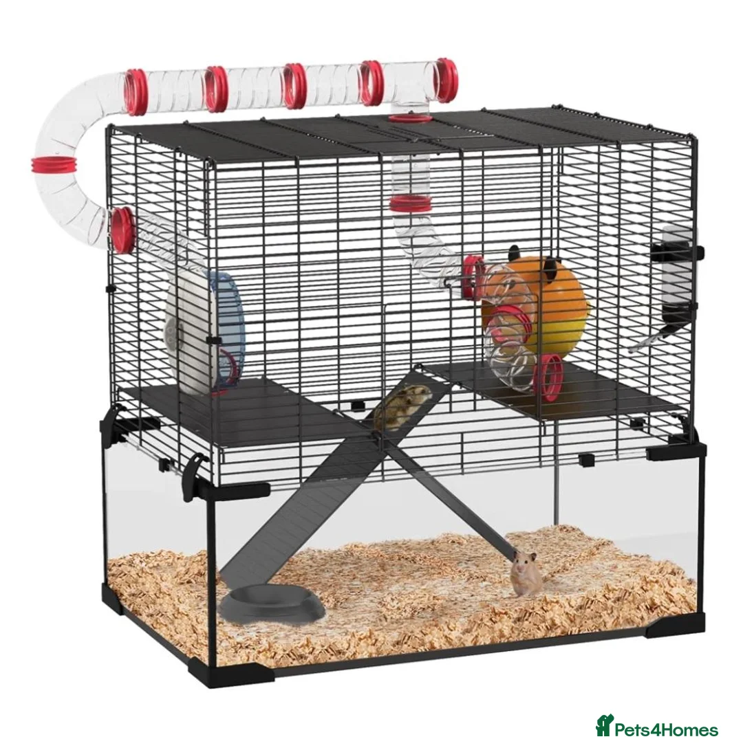 Hamster rodents for sale: Young female syrian hamster for sale  in Ilkeston - Advert 2
