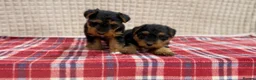 Welsh Terrier dogs for sale: BEAUTIFUL WELSH TERRIER PUPPIES  - Advert 13