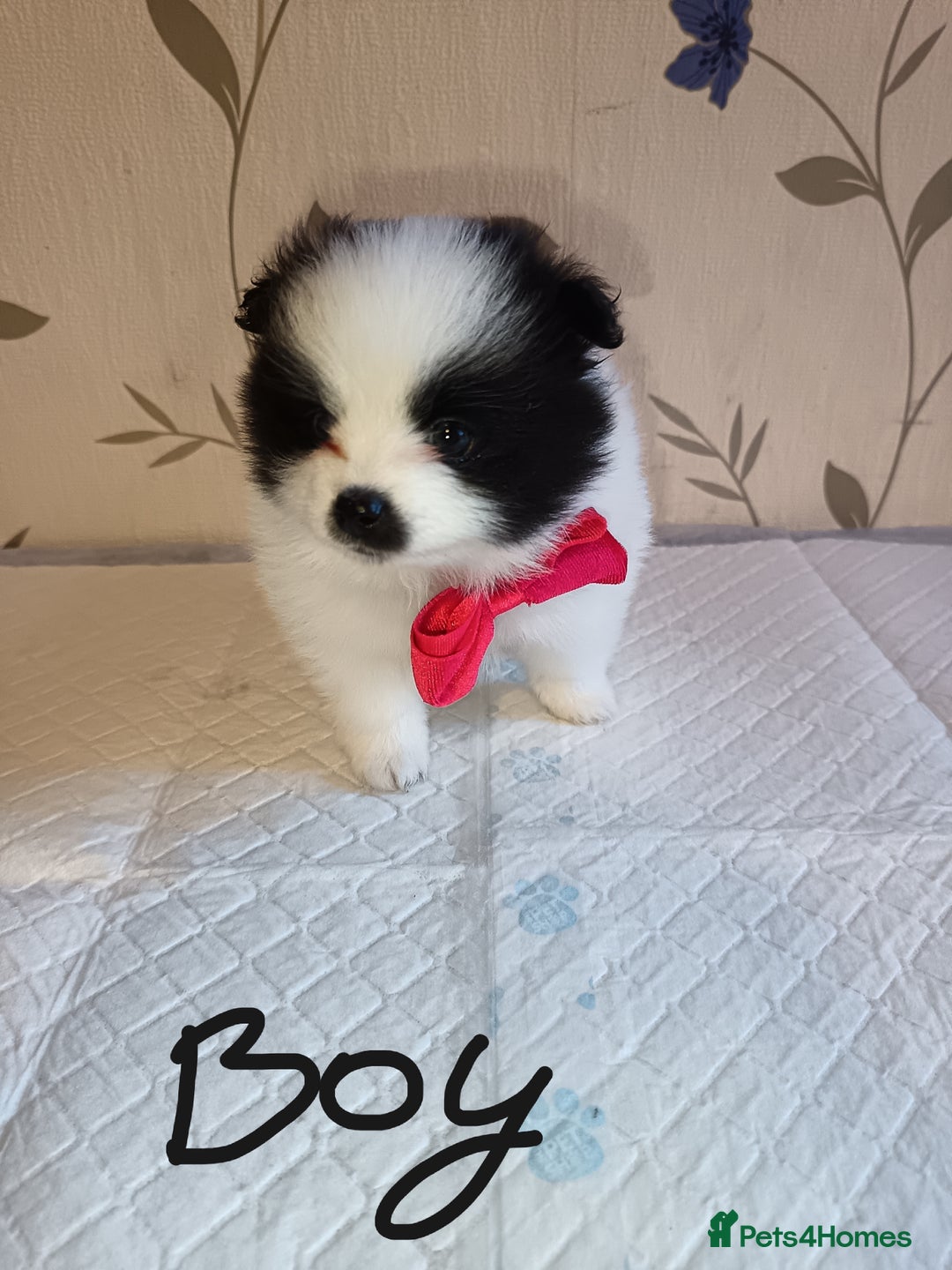 Pomeranian dogs for sale: Barnsley  - Advert 30