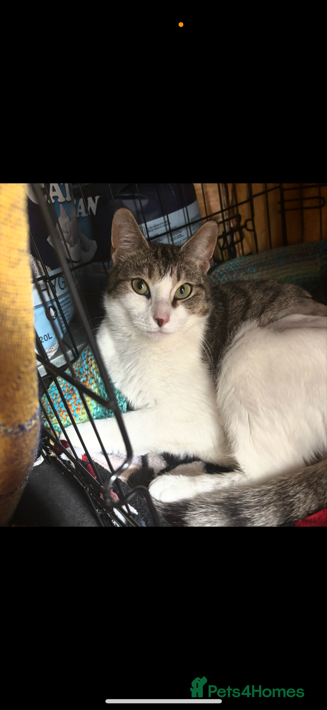 Domestic Shorthair cats for adoption: -Adopt from Cats in Crisis East London  - Image 23