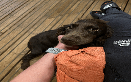 Cockapoo dogs for sale: Fluffy Thick coated F1 Cockapoos/DNA Health tested - Image 18