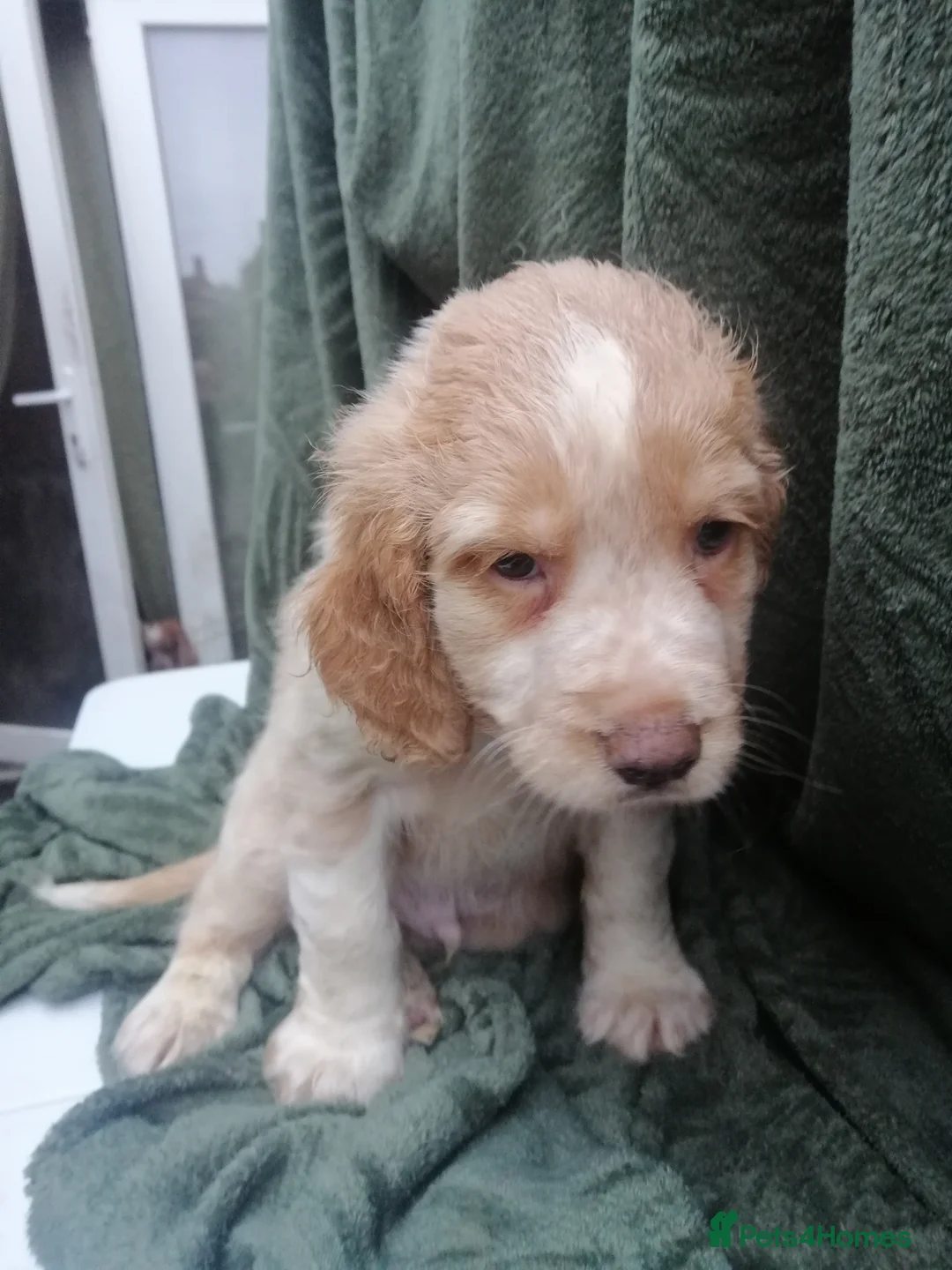Mixed Breed dogs for sale: Cocker spaniel cross cocker/Australian shepherd  - Advert 2