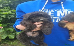 Mixed Breed dogs for sale: Chorkie x poodle pups - Image 6