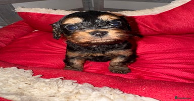 Cavapoo dogs   ✨ Adorable Miniature Cavapoo Puppies ✨ - Advert 10