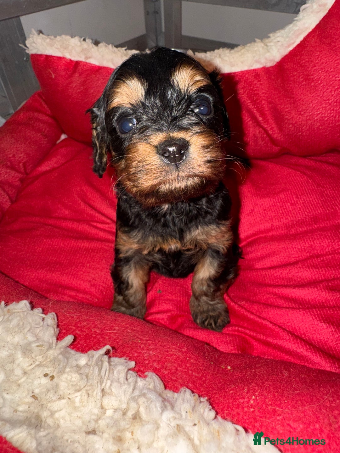 Cavapoo dogs for sale:   ✨ Adorable Miniature Cavapoo Puppies ✨ - Advert 25