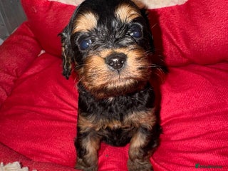 Cavapoo dogs ✨ Adorable Miniature Cavapoo Puppies ✨ - Advert 2