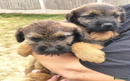 Border Terrier dogs for sale: BOY/DOG Grizzle & Tan Border terrier puppies.  - Image 10