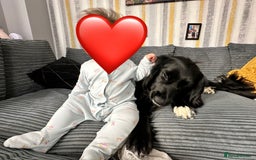 Mixed Breed dogs for sale: Sprocker spaniel cross female - Advert 6