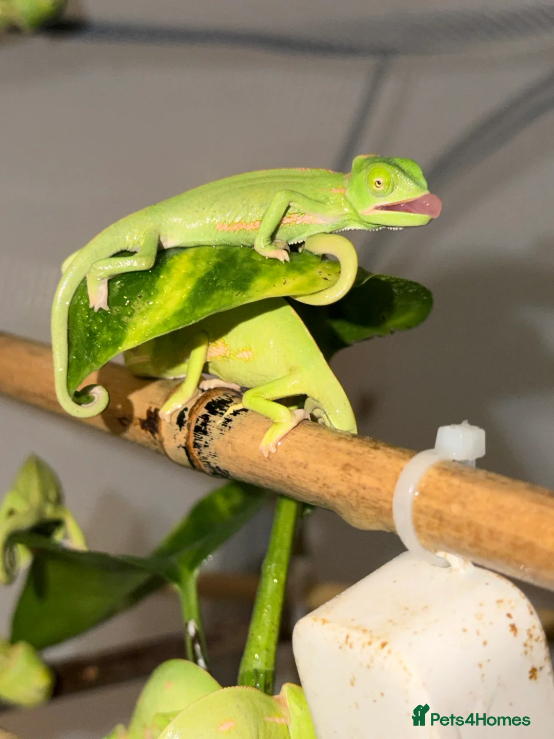 Chameleon reptiles for sale: Yemen/Veiled chameleons - Advert 3