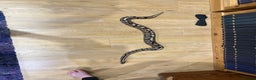 Python Snake reptiles for sale: Male Ball Python 7 Years Old - Advert 2