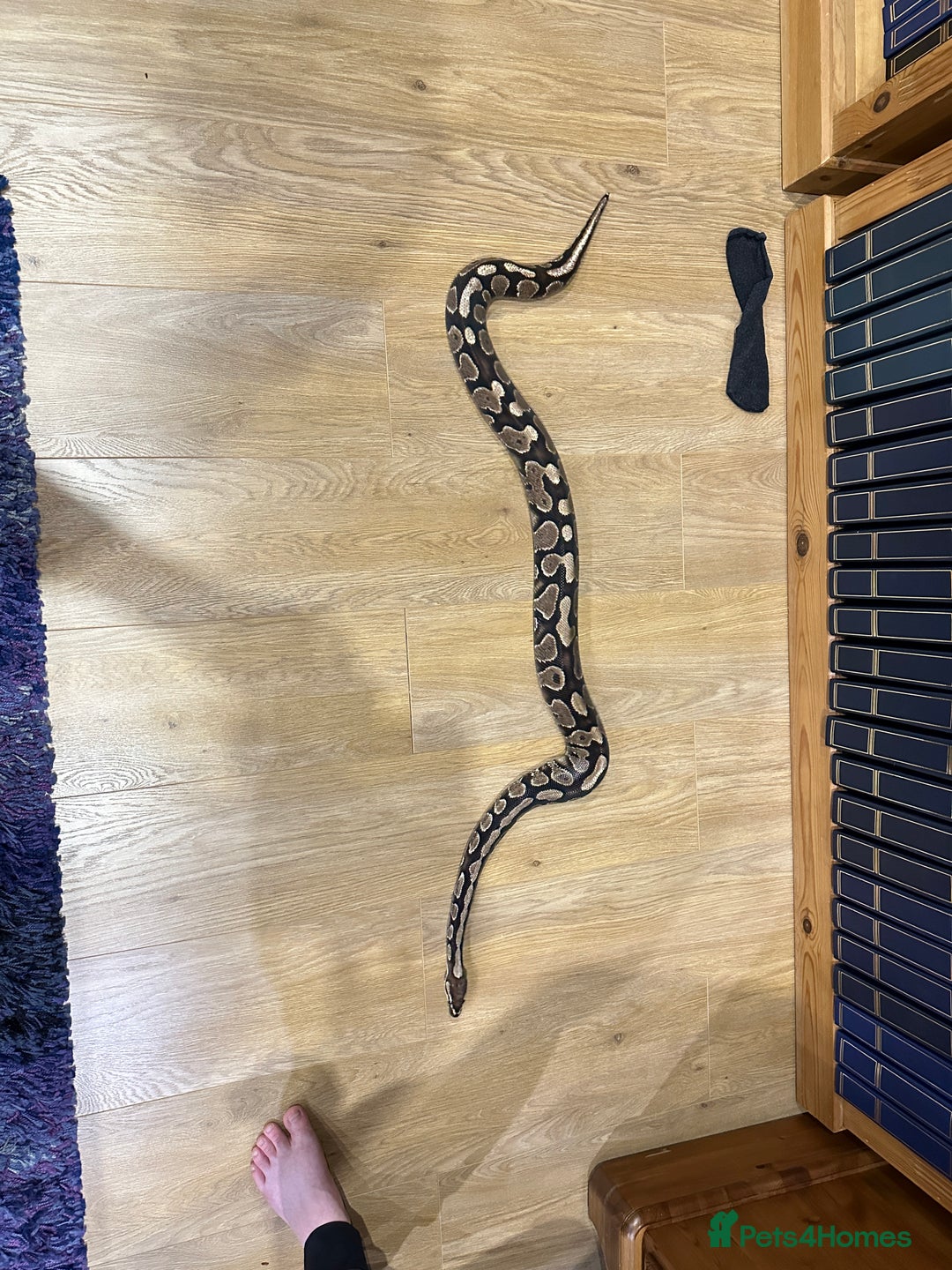 Python Snake reptiles for sale: Male Ball Python 7 Years Old - Advert 2