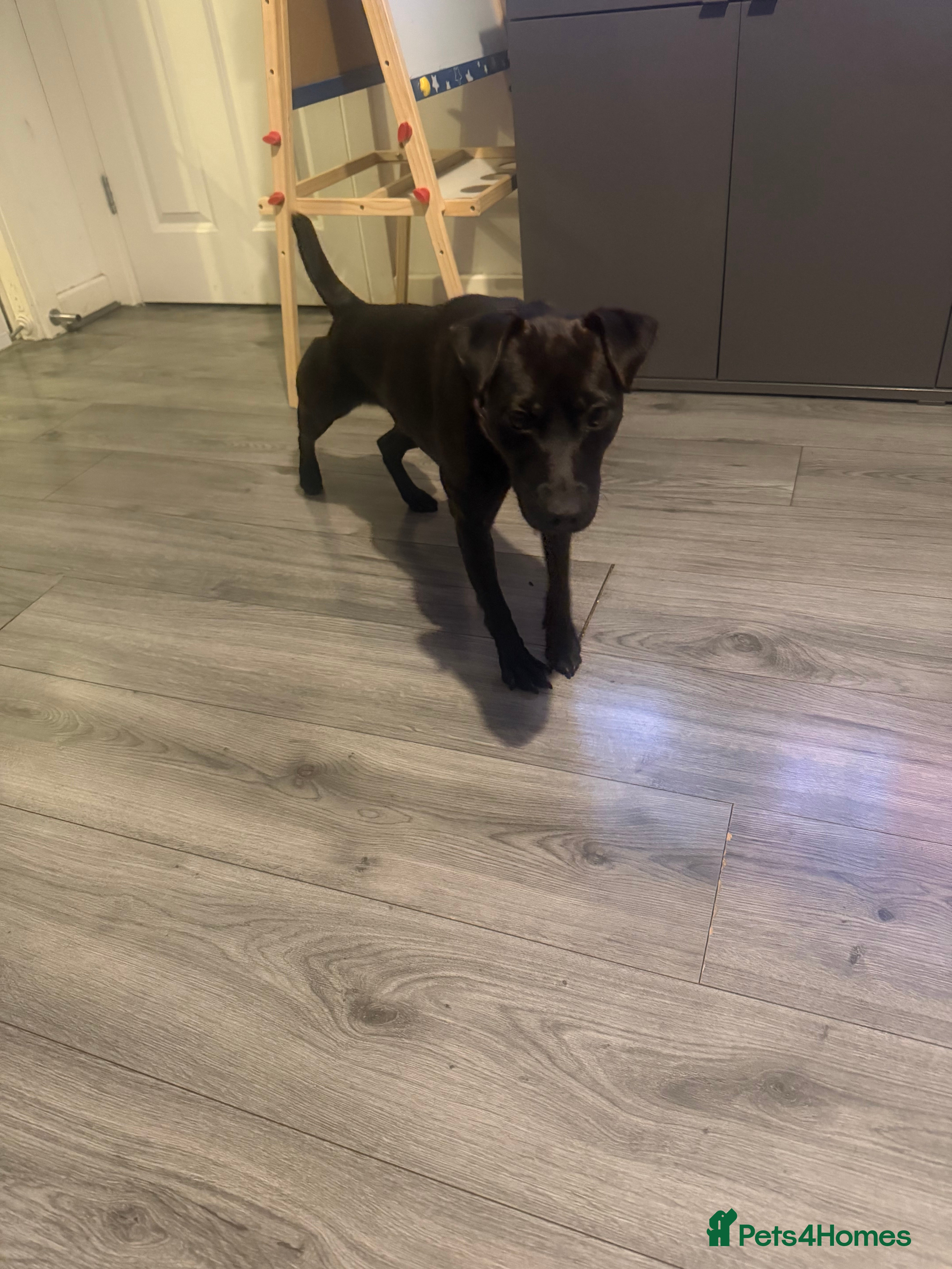 Patterdale Terrier dogs Roxie  - Advert 1
