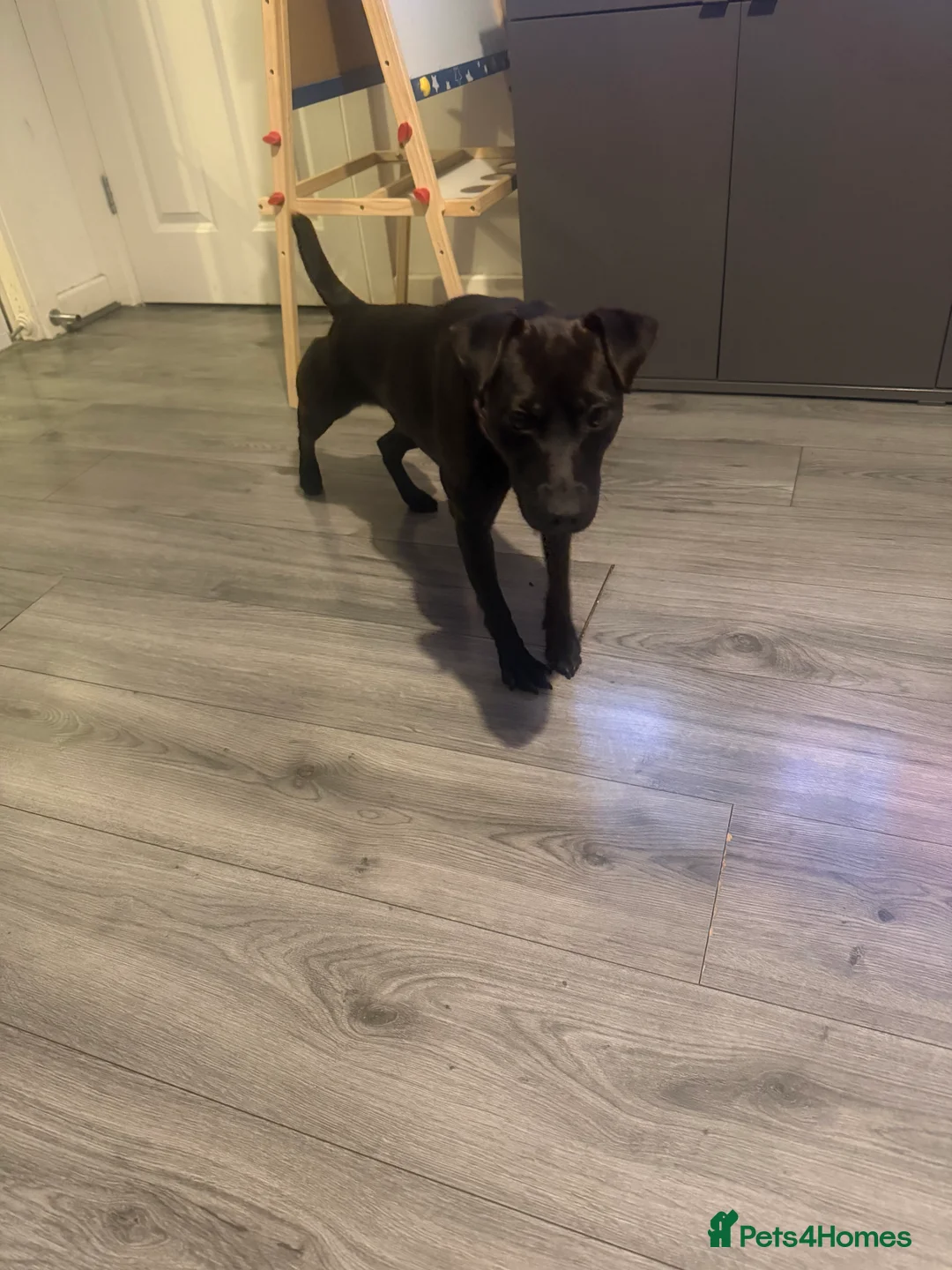 Patterdale Terrier dogs for sale: Roxie  - Advert 1