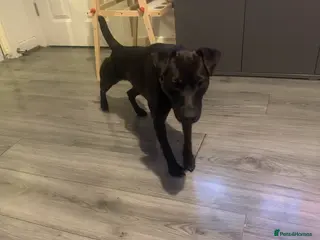 Patterdale Terrier dogs Roxie - Advert 1