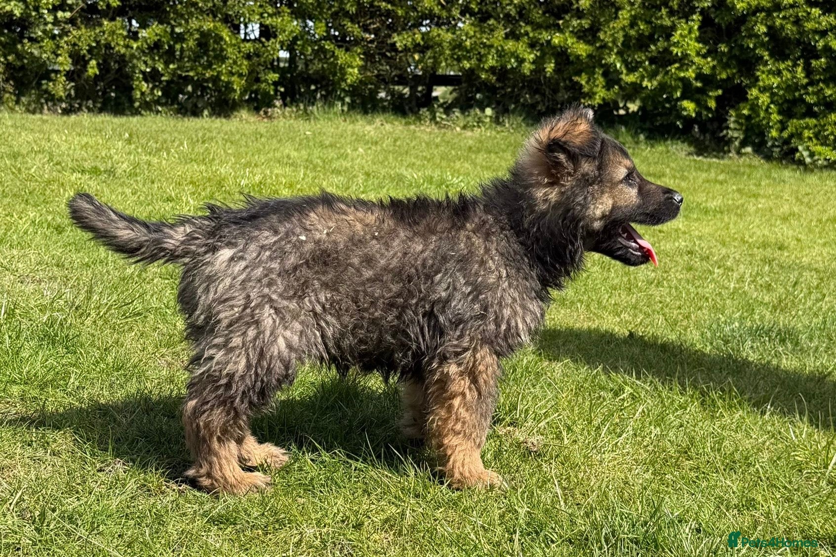 German Shepherd dogs for sale: Now ready for their new homes.  - Advert 1