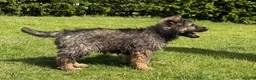 German Shepherd dogs for sale: Now ready for their new homes.  in Horncastle - Advert 1
