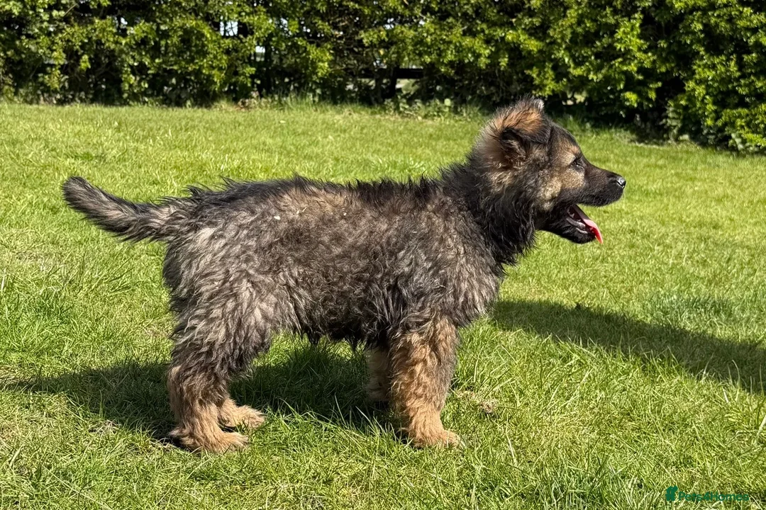 German Shepherd dogs for sale: Now ready for their new homes.  in Horncastle - Advert 1