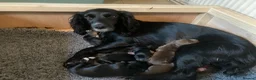 Cocker Spaniel dogs for sale: Working Cocker Spaniel last puppy male - Advert 20