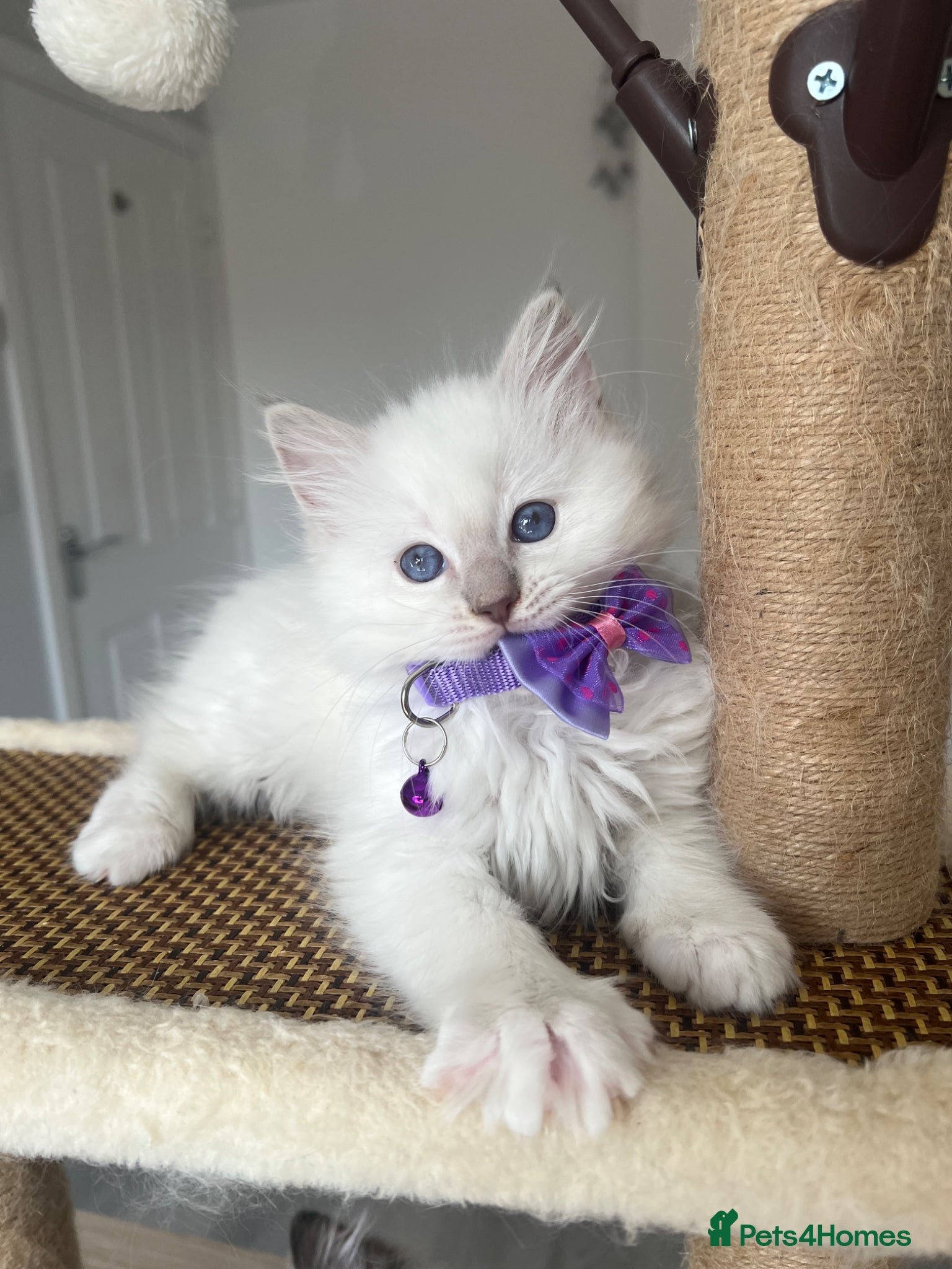 Ragdoll cats Registered Ragdoll kittens for sale - Advert 1