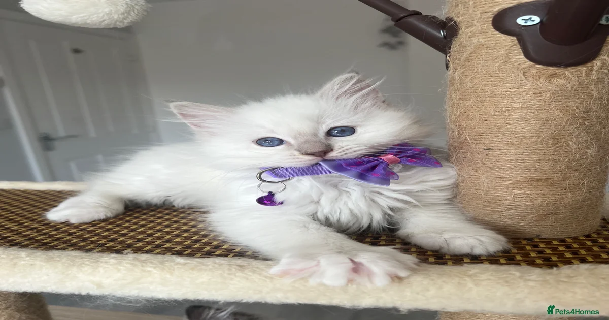 Ragdoll Kittens for sale | Pets4Homes