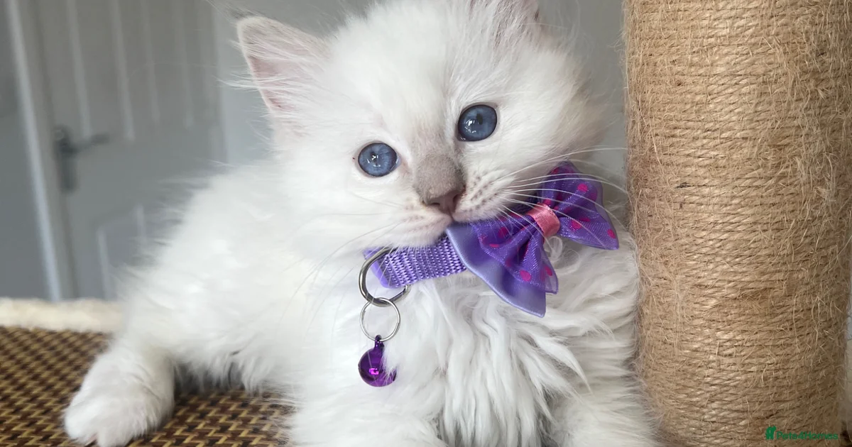 Ragdoll Kittens for sale | Pets4Homes