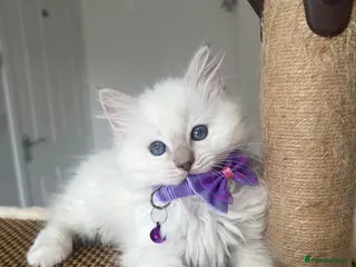 Ragdoll cats Registered Ragdoll kittens for sale - Advert 1