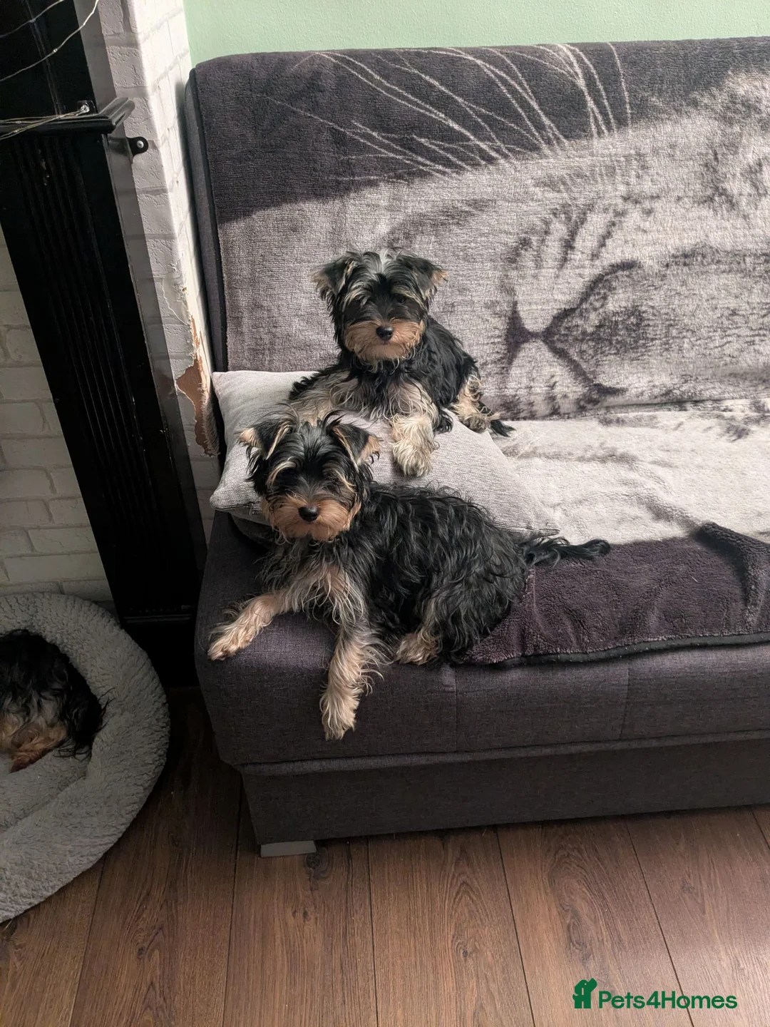 Yorkshire Terrier dogs for sale: 4 puppies for sale! - Advert 2
