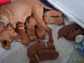 Hungarian Vizsla dogs Exceptional Kennel Club Registered Litter - Advert 1
