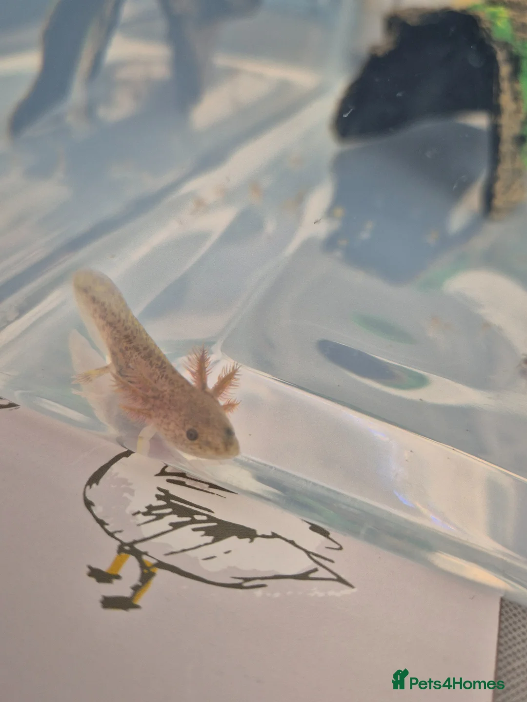 Other/Mixed Breed fish for sale: Axolotl for sale  in Barry - Advert 5