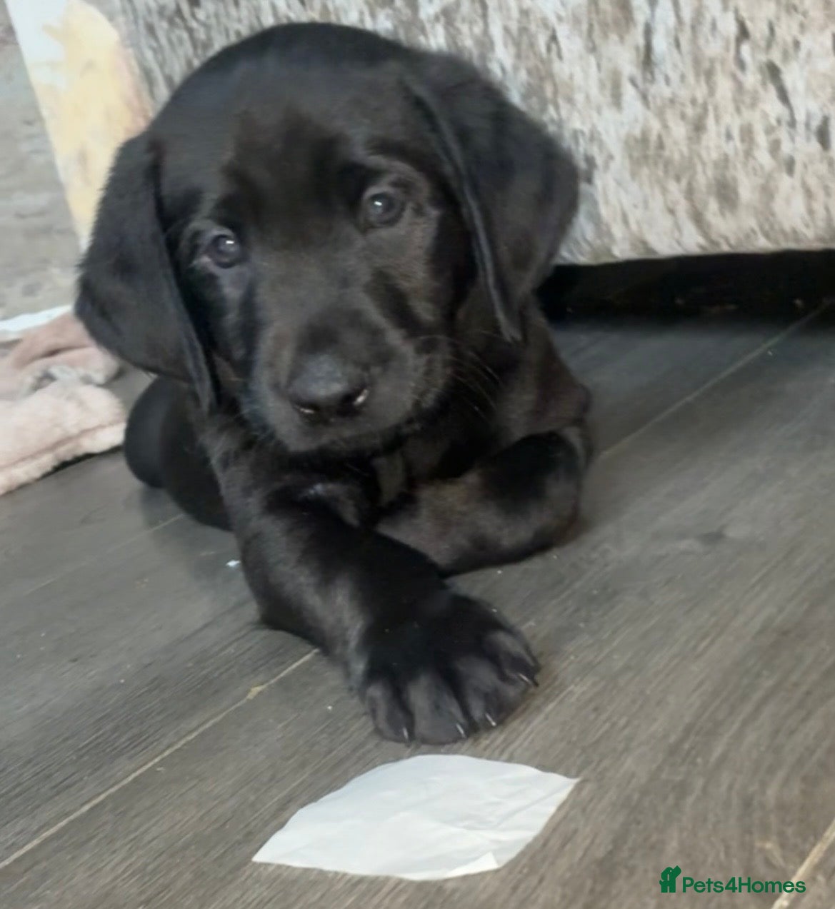 Labrador Retriever dogs PEDIGREE LABRADOR PUPPIES 🖤 READY 8th MARCH - Advert 4