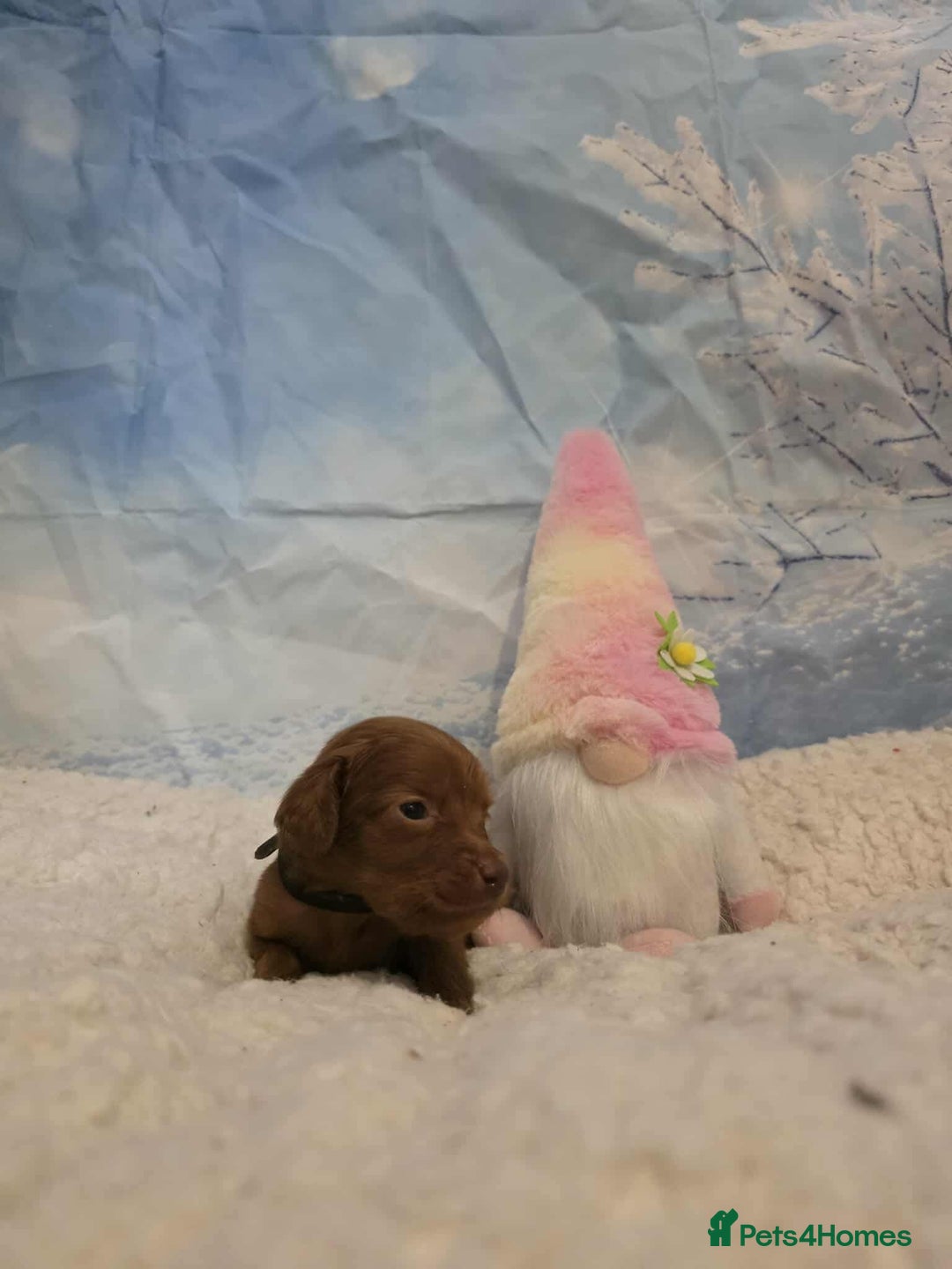 Irish Doodle dogs for sale: Stunning mahogany red Irish doodles READY NOW   - Advert 24