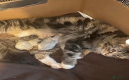 Ragdoll cats for sale: Ragdoll X Maine Coon Kittens  - Image 4