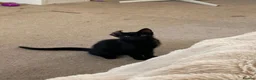 Russian Blue cats for sale: 2 cute black fluffy kittens for sale - Advert 7