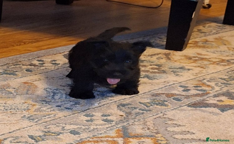 Scottish Terrier dogs - Advert 1