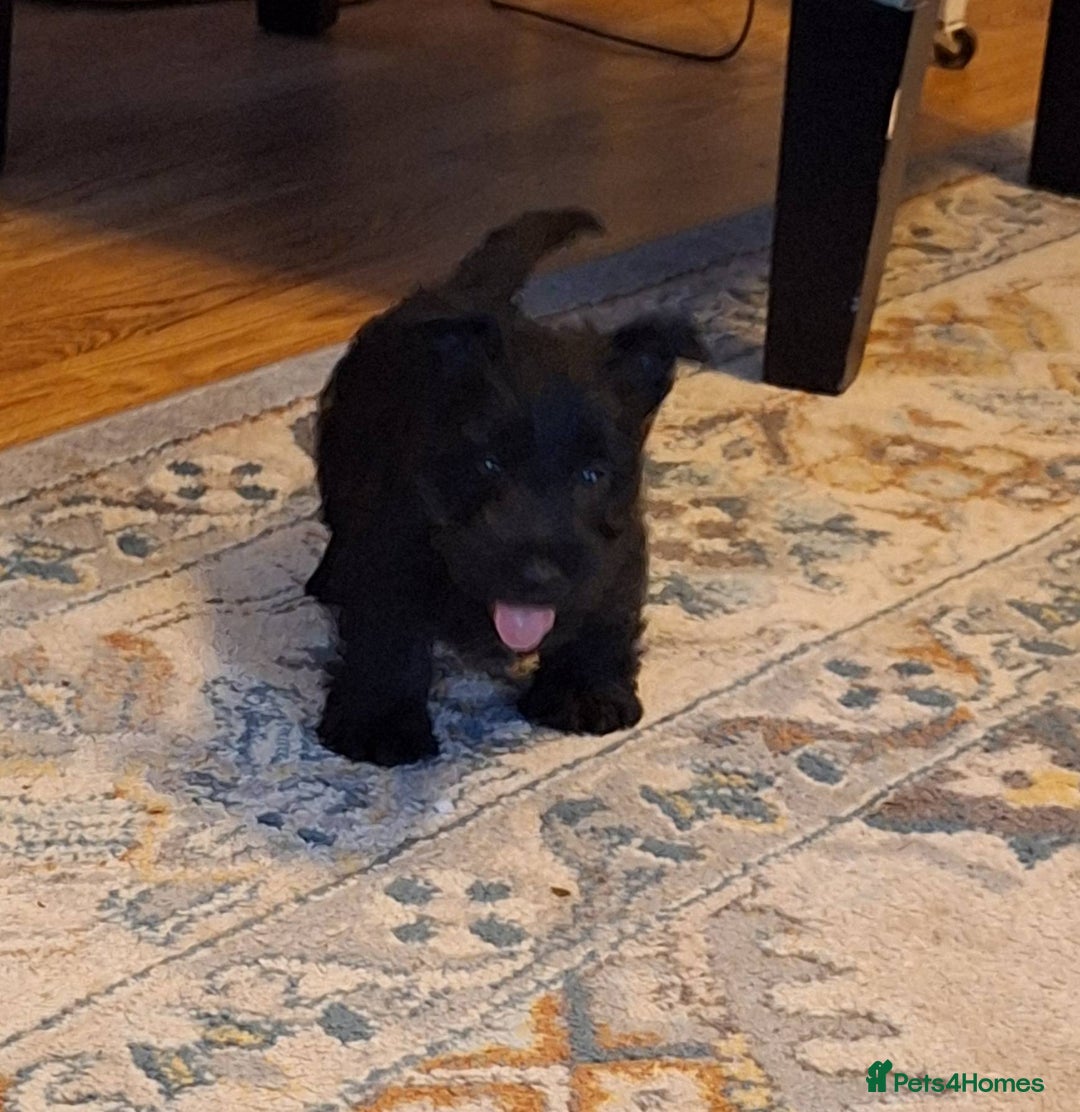 Scottish Terrier dogs for sale: ABSOLUTE CUTENESS Scottish Terrier!! - Image 1