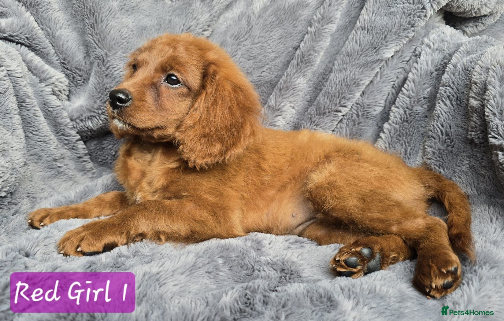 Cavapoo dogs Adorable litter of Cavapoos *READY NOW* - Advert 2