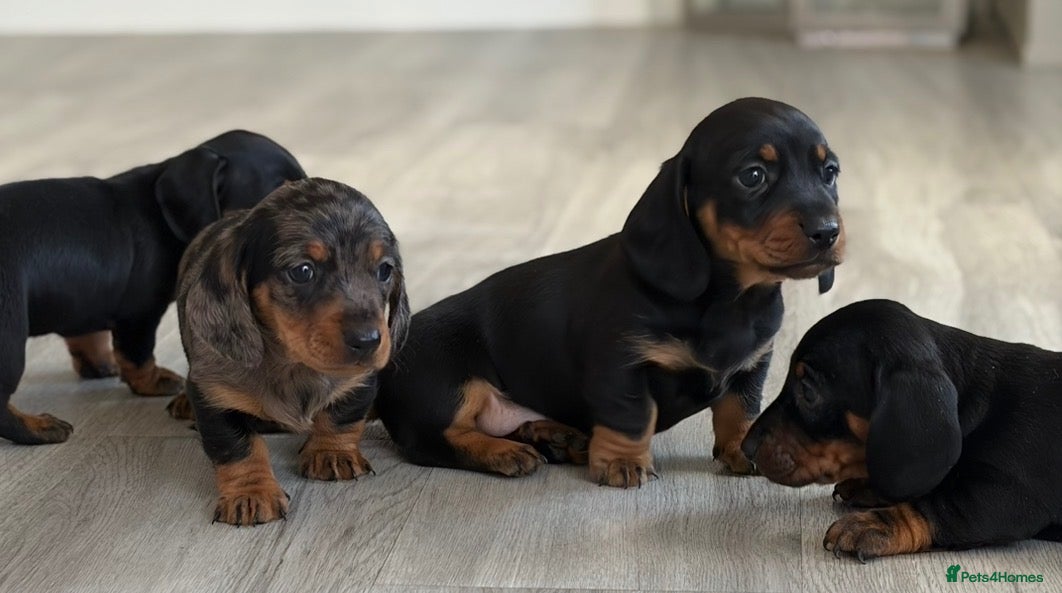 Miniature Dachshund dogs 5 stunning mini dachshunds for sale❤️🏡🥰 - Advert 1