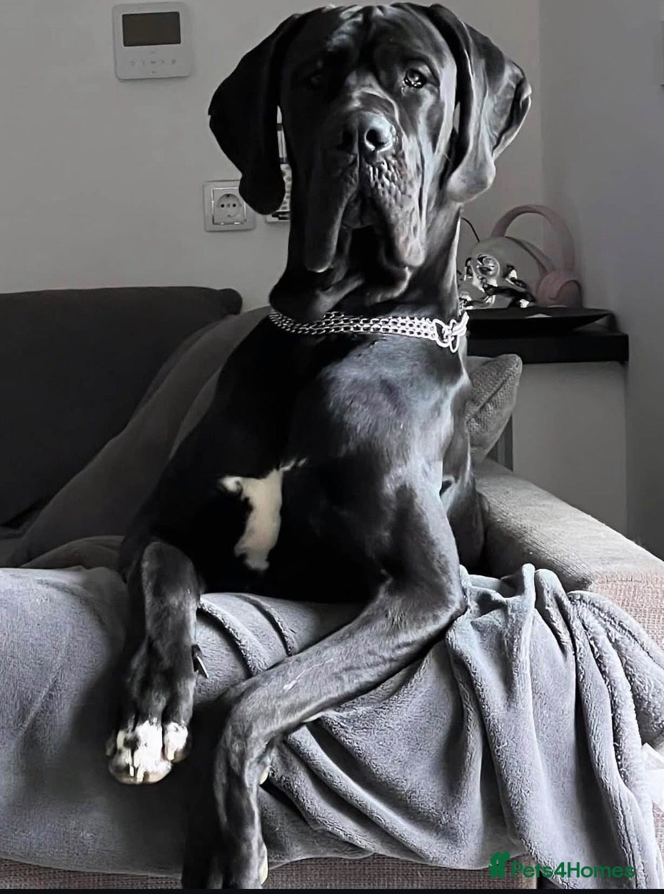 Great Dane dogs Great Danes puppies  - Advert 1