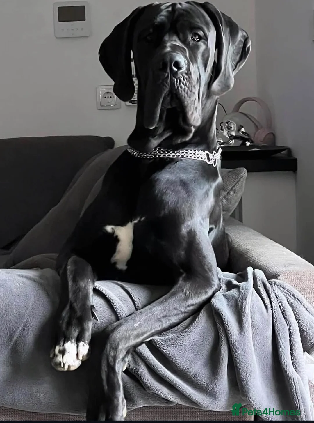 Great Dane dogs for sale: Great Danes puppies  - Advert 1