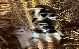 Mixed Breed cats for sale: Beautiful Farm kittens  - Image 16