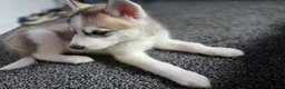 Huskita dogs for sale: huskita/siberian husky puppies - Advert 27