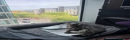 Savannah cats for sale: Savannah cat  - Advert 8