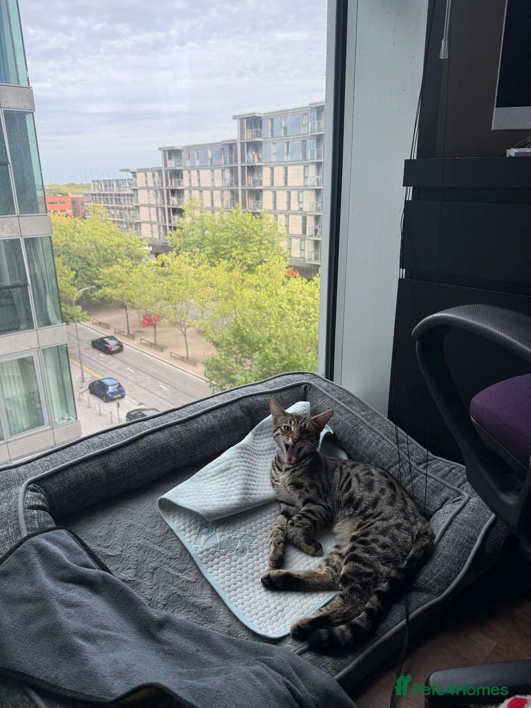 Savannah cats for sale: Savannah cat  - Advert 8