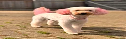 Toy Poodle dogs for sale: Beautiful Poodles - 1 Girl & 1 Boy left  - Advert 4