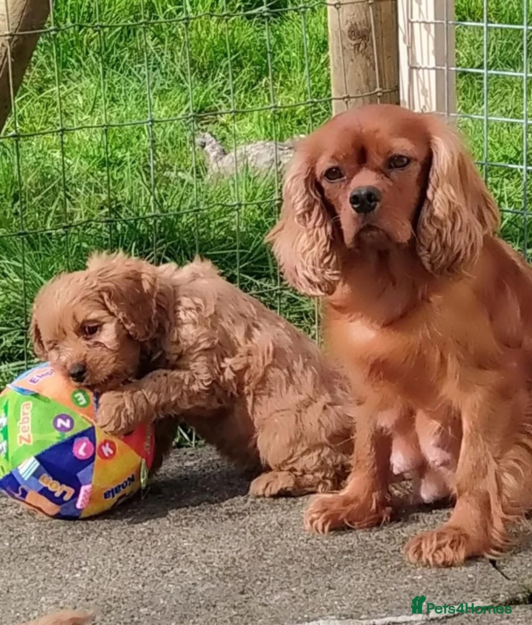 Cavapoo dogs for sale: Red cavapoos in Waltham Cross - Advert 8