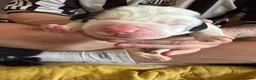 Saint Bernard dogs for sale: Exceptional St Bernard Puppies - Advert 13