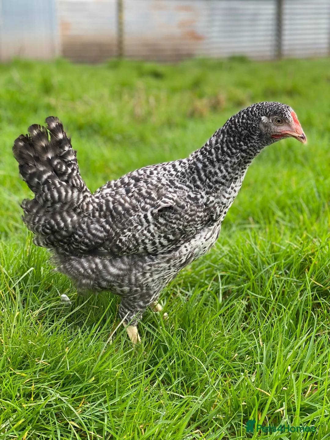 Chickens poultry for sale: Various Point of Lay Female Chickens - Advert 5